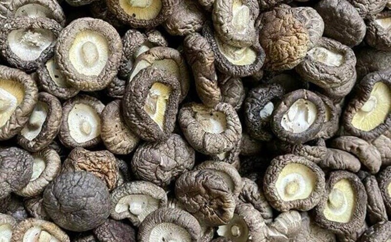 Coriander mushrooms (fragrance mushrooms) when combined with tofu have the effect of supplementing calcium. Photo: Kieu Vu.