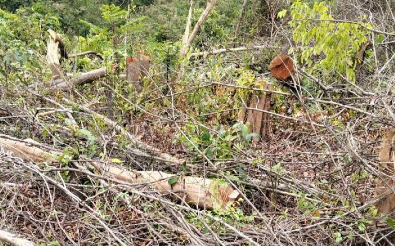 Hiện trường cây rừng bị chặt phá. Ảnh: Hàn Nguyên