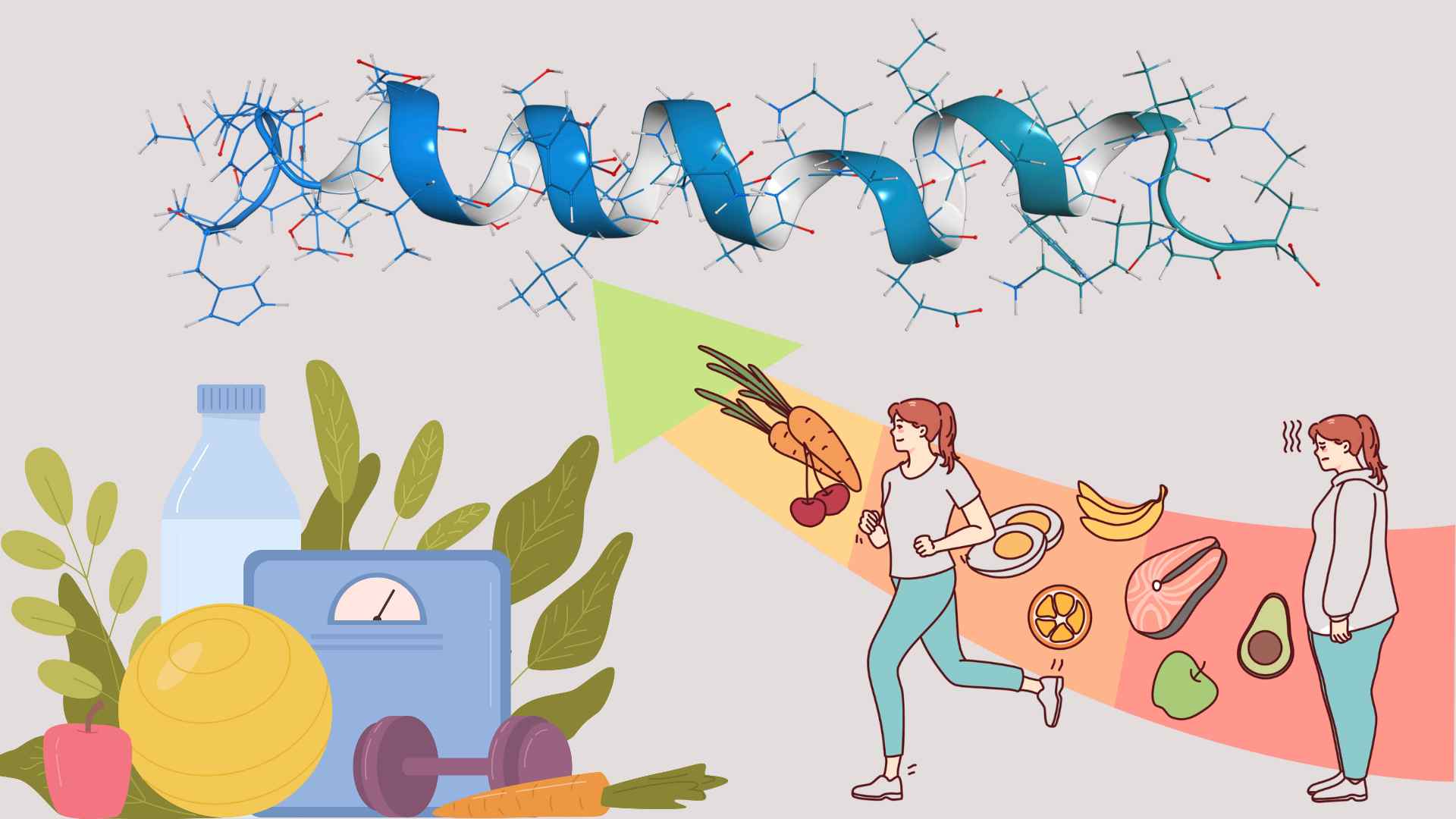 インクレチンは減量プロセスに影響を与えます。グラフィック: Ha May