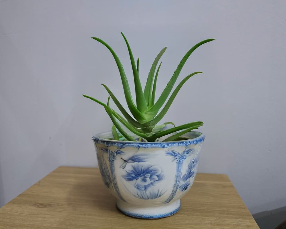 Trồng cây lô hội trong nhà sẽ mang lại nhiều lợi ích tốt cho không gian sống. Ảnh: Tuấn Đạt