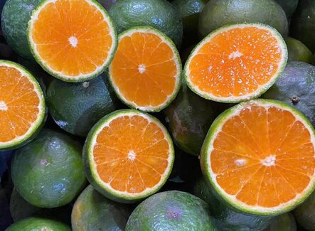 Eat whole oranges to help balance blood pressure. Photo: Kieu Vu