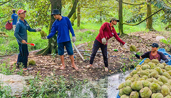 Gardeners in Ke Sach district (Soc Trang province) harvest durian. Photo: Phuong Anh