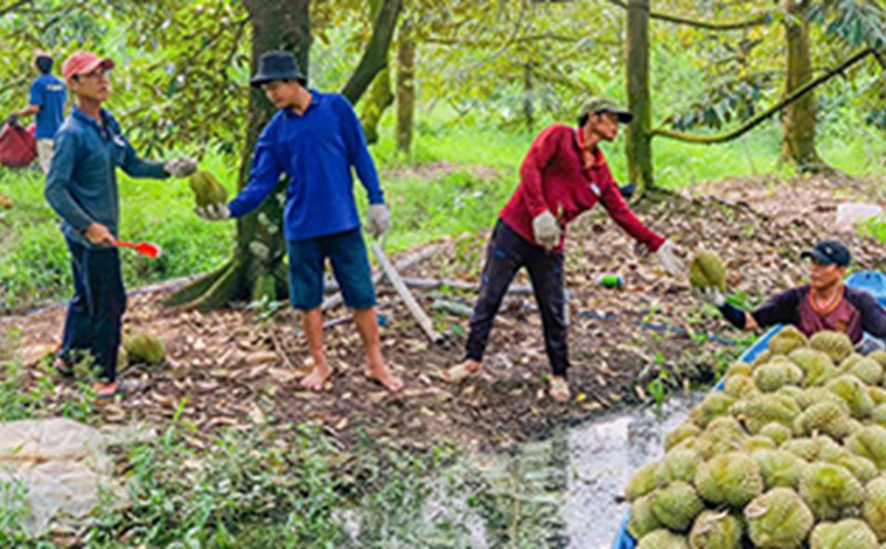 Gardeners in Ke Sach district (Soc Trang province) harvest durian. Photo: Phuong Anh