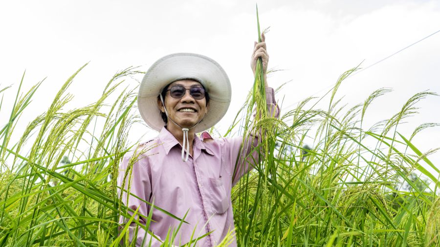 Dr. Tran Tan Phuong - ex subdirector del Departamento de Agricultura y Medio Ambiente de la Provincia de Soc Trang es experimental en la provincia de SoC Trang. Foto: Chi Kong
