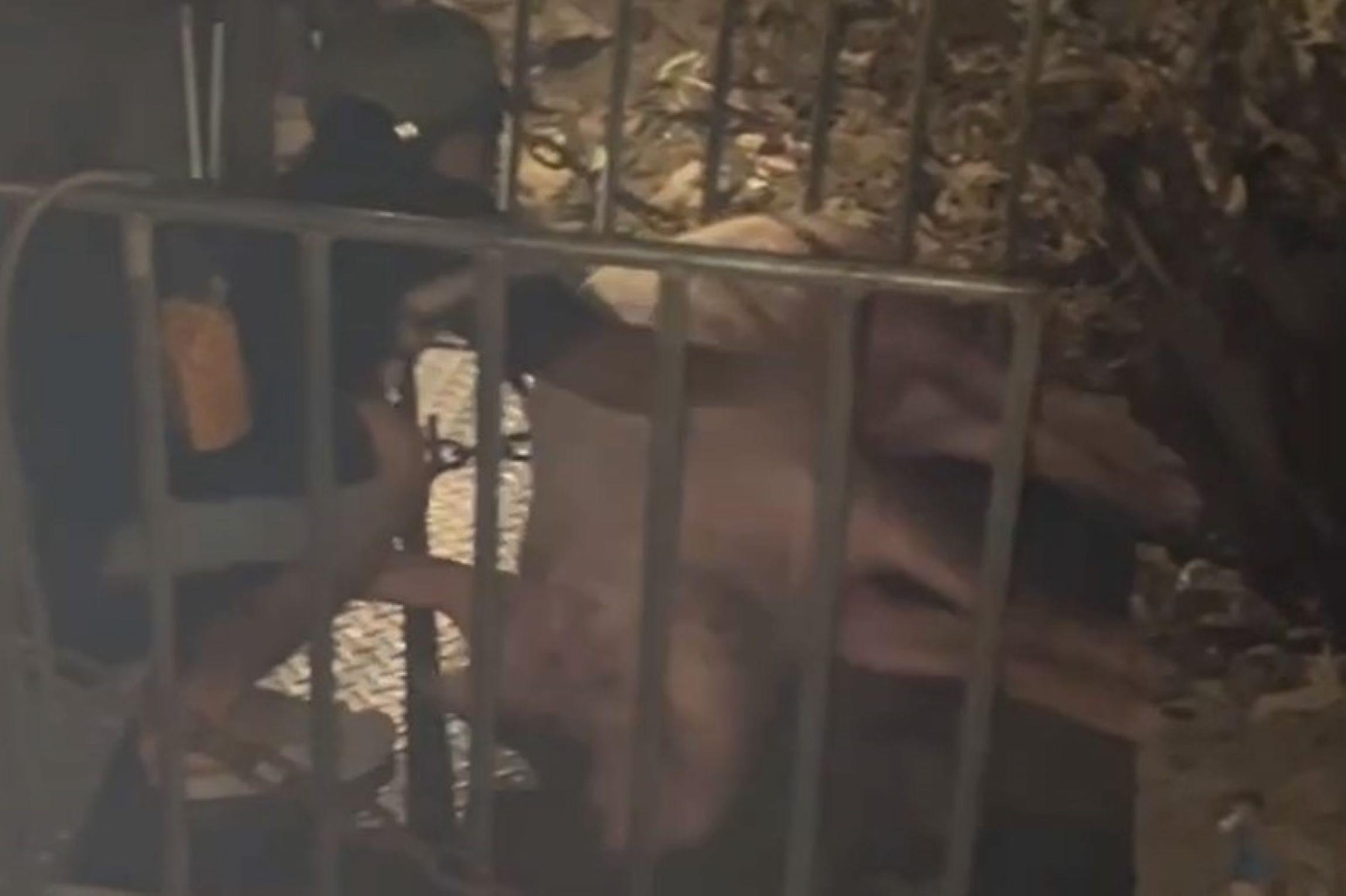 Los cerdos muertos fueron descubiertos y llevados a la destruccion. Foto: Policia Provincial de Quang Tri