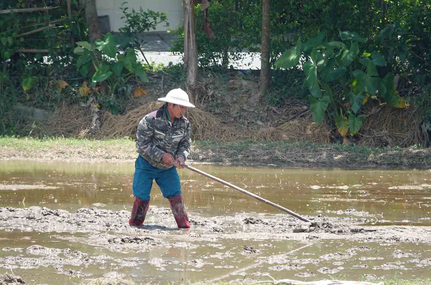 Nông dân vất vả làm đất để gieo sạ dưới trời nắng chang chang. Ảnh: Trần Tuấn.