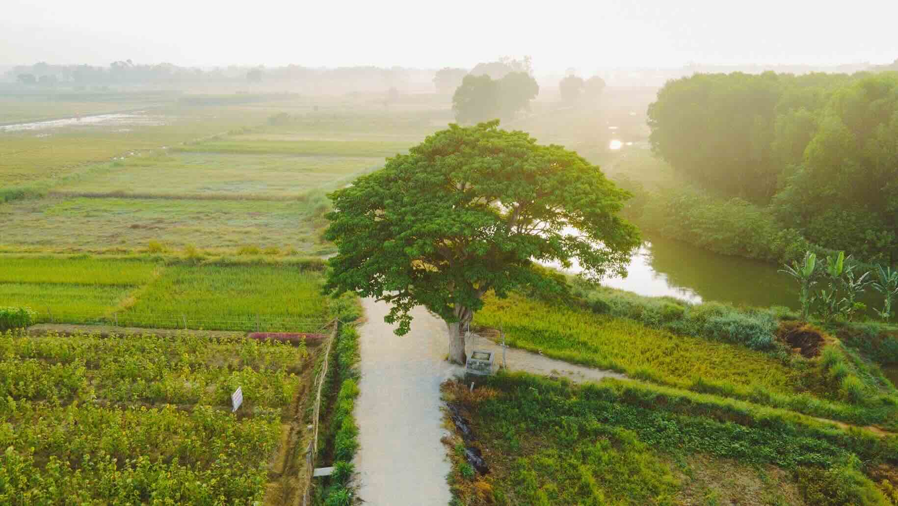 “Cay co don” tu tren cao. Anh: Quang An.