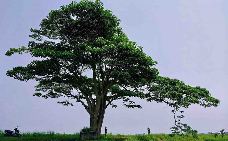 "Lonely tree" when it first became famous in Hue. Photo: Quang An.