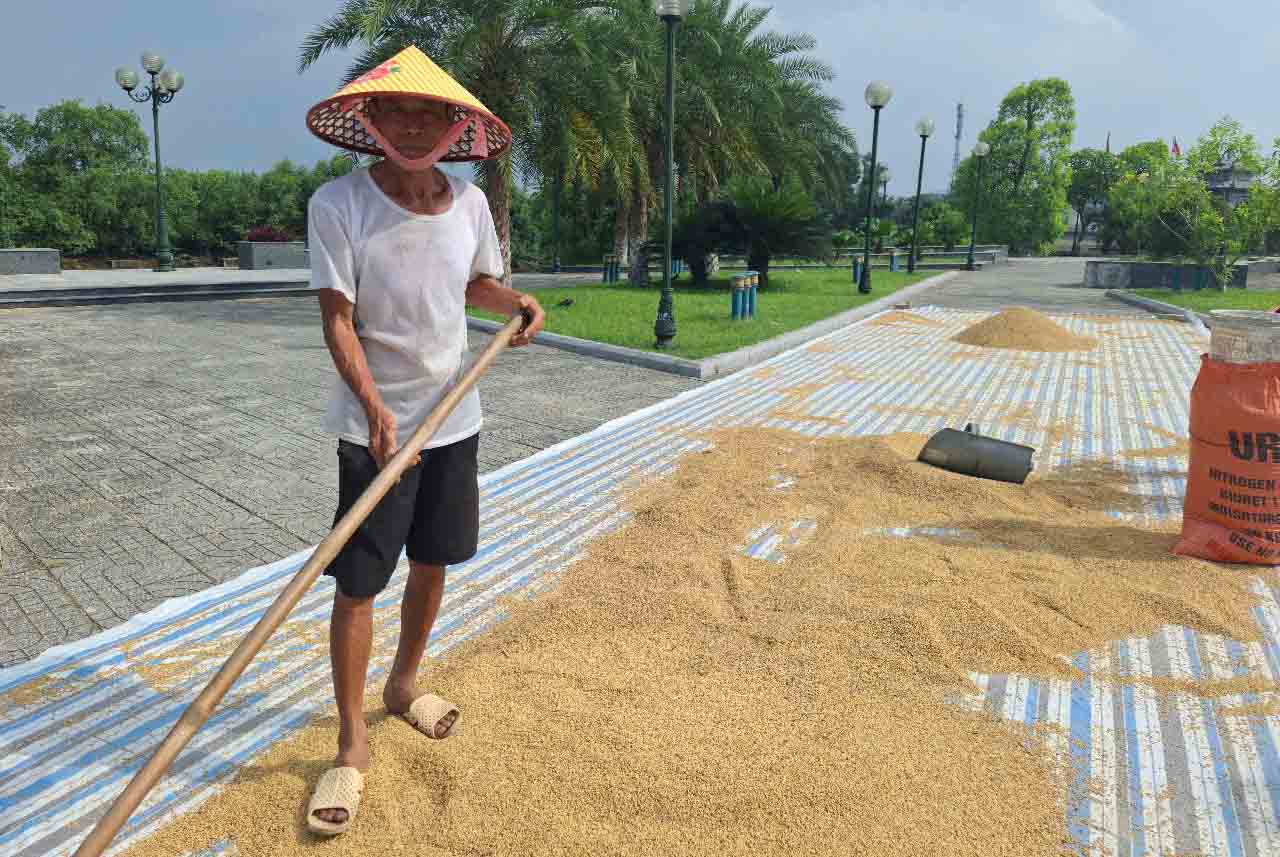 Ông Thường có hơn 1 tấn lúa bị ướt do vỡ cửa cống Đập Xạ. Ông còn lo ngại hơn 1 mẫu ruộng đã bị nhiễm mặn sẽ khó canh tác. Ảnh: Trần Tuấn.