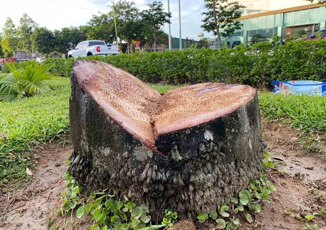 Cơ quan chức năng lên tiếng việc chặt 200 trăm cây cau vua trên Đại lộ Lê nin