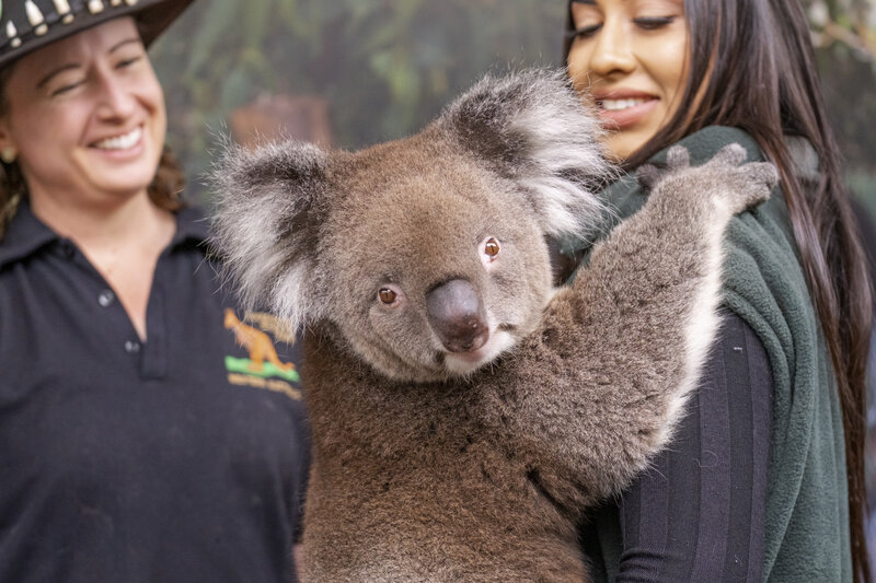 Caversham Wildlife Park la diem den cho nguoi yeu thich tim hieu ve cac loai dong vat dac huu tai Australia. Anh: Cavershamwildlife.