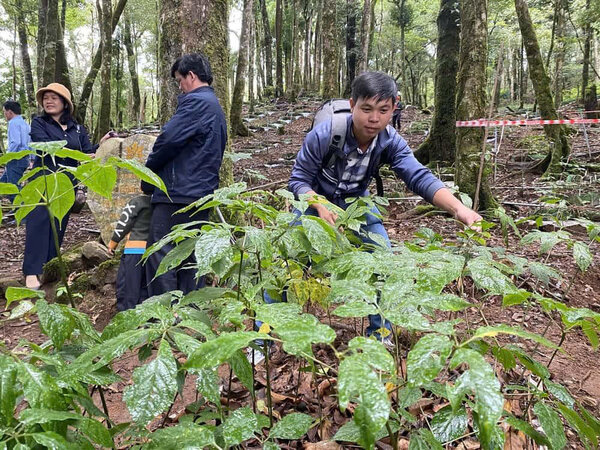 Kon Tum phat trien hon 3.000ha sam Ngoc Linh. Day duoc xac dinh la cay hang hoa chu luc co loi the canh tranh cao trong chien luoc phat trien kinh te -xa hoi cua dia phuong. Anh: Thanh Tuan