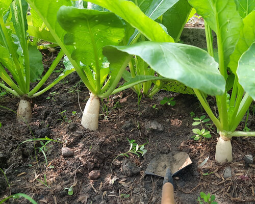 White radish can be easily grown and cared for on the rooftop of every family. Photo: Nguyen Mai