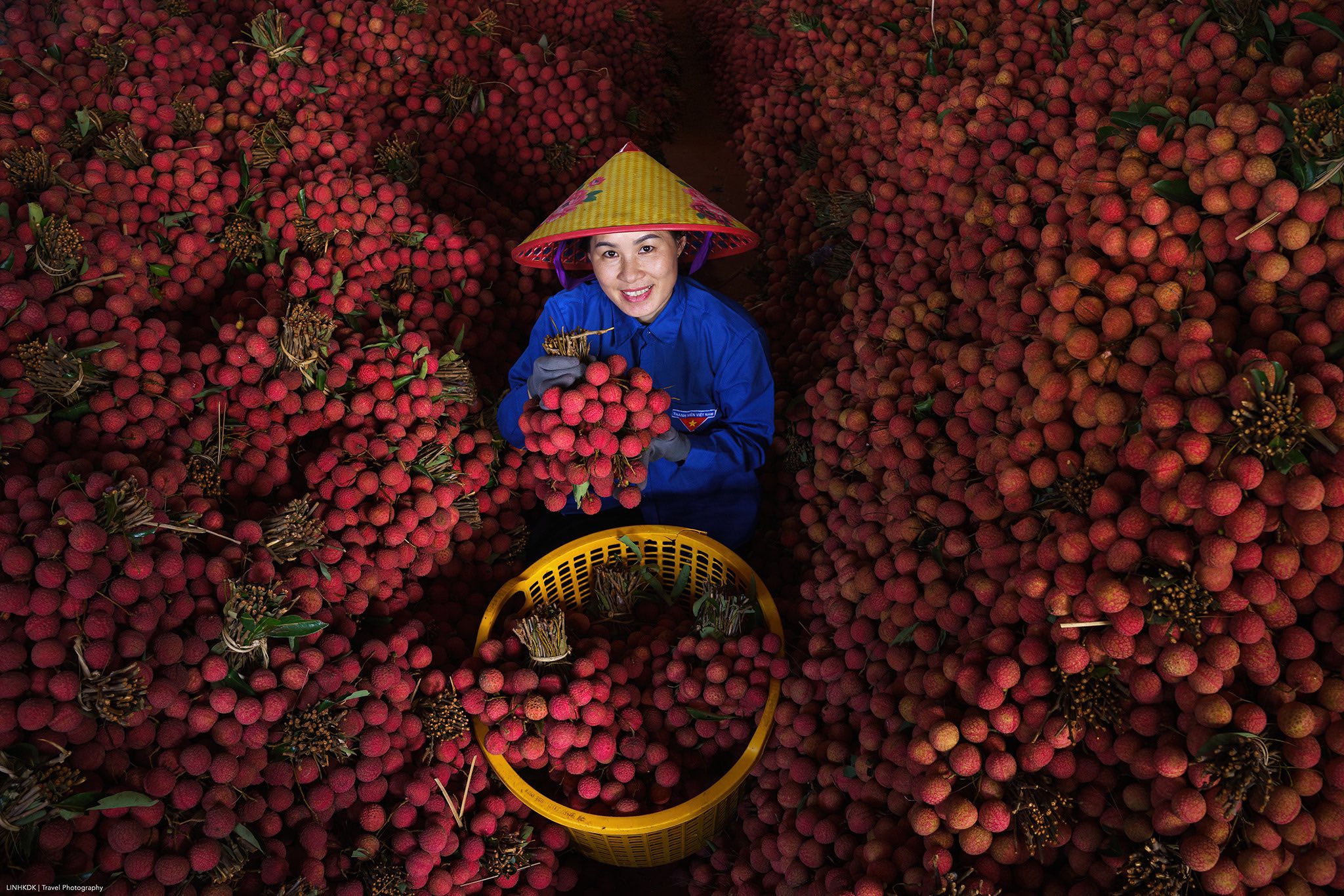 Hàng năm vào tháng 6 - 7, Lục Ngạn (Bắc Ninh) vào vụ thu hoạch vải thiều rộn ràng, tất bật và cũng rực rỡ sắc màu nhất năm. Được mệnh danh là thủ phủ vải của Việt Nam, quả vải Lục Ngạn chín màu đỏ tươi, hạt nhỏ, cùi dày, vị ngọt sắc đặc trưng. Mỗi mùa hè, vải thiều Lục Ngạn luôn được tiêu thụ với số lượng lớn tới hàng trăm nghìn tấn.