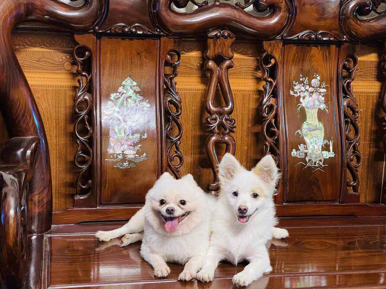 작은 동물을 키우는 것으로 자녀에게 사랑하는 법을 가르치십시오. 사진: Mai Huong