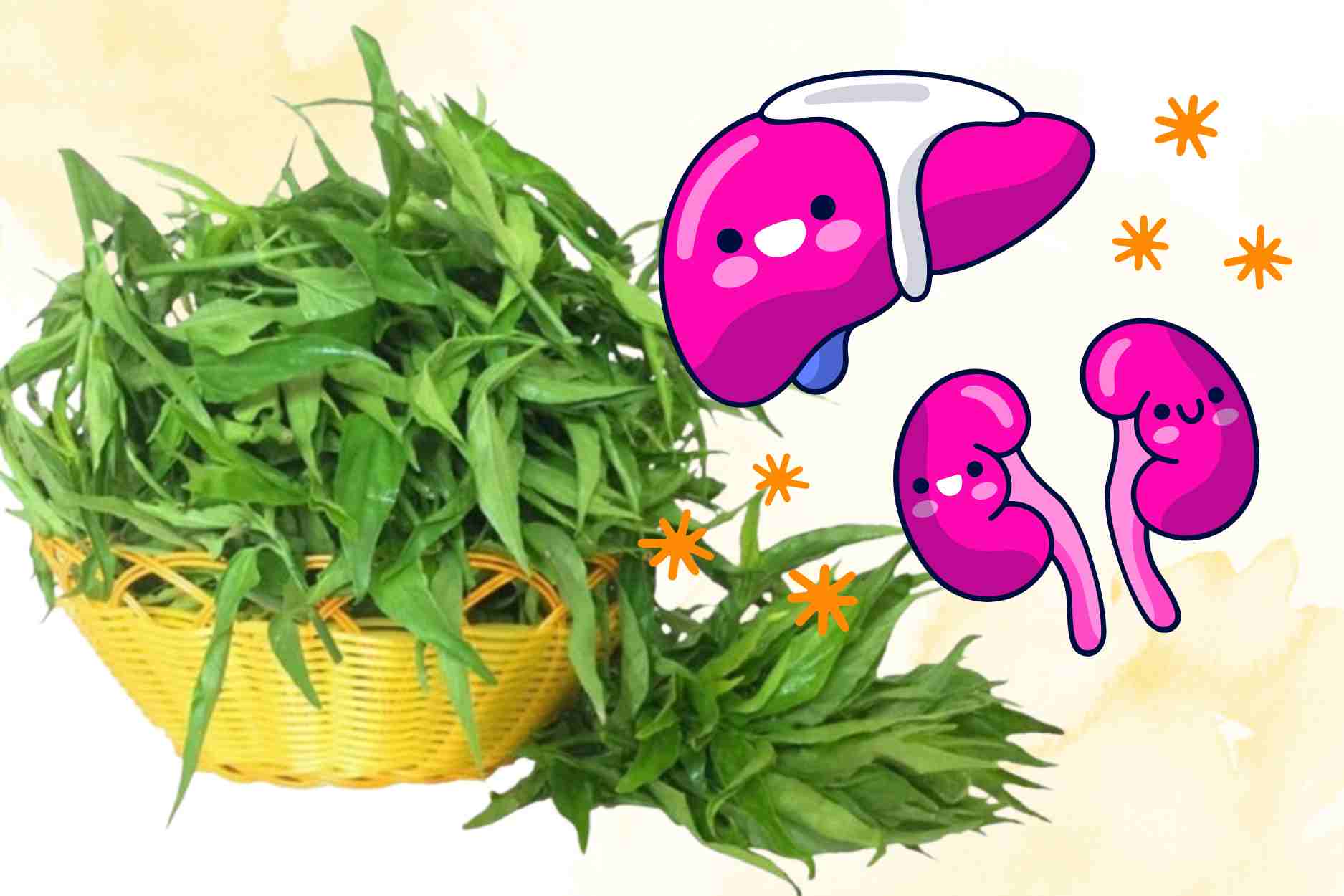 クマの骨の木の薬効性は、肝臓、腎臓をサポートし、炎症を軽減します。