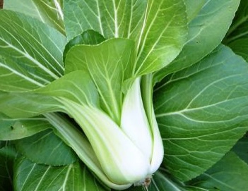 청경채는 올바르게 조리하면 오메가-3를 보충하는 데 좋은 채소 중 하나입니다. 사진: Kieu Vu