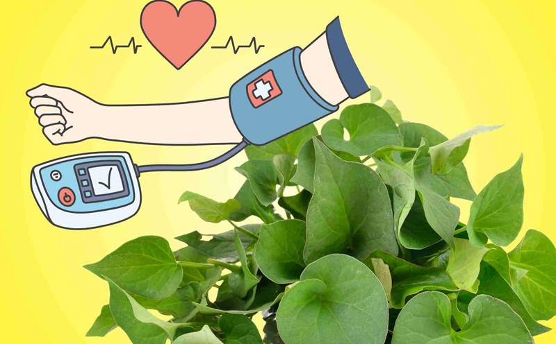 Tips on how to use lettuce to control blood pressure