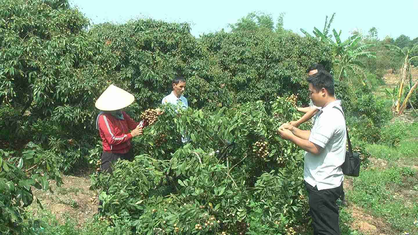 Nguoi dan o huyen Ea Kar no luc phat trien kinh te de co cuoc song tot hon. Anh: Bao Trung