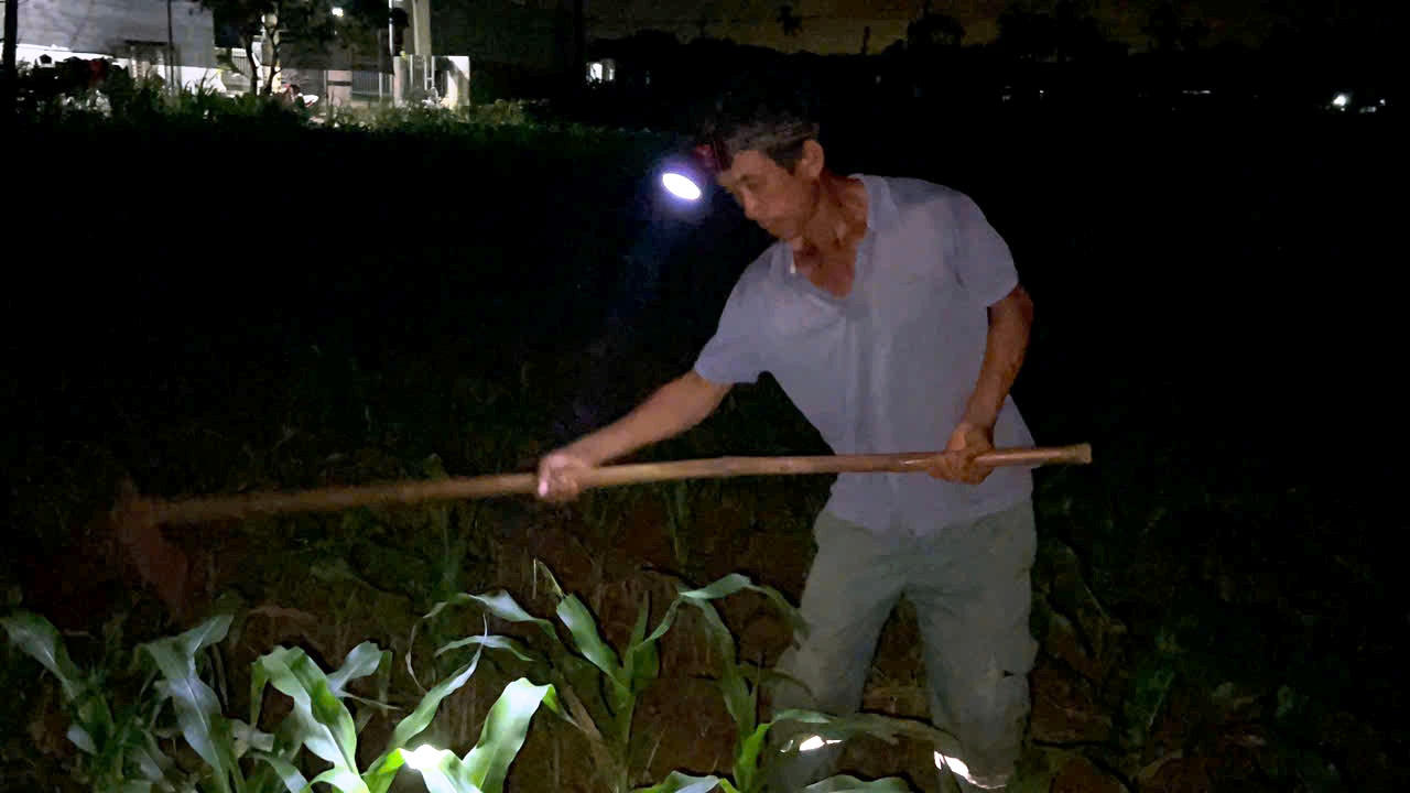 Farmers in Binh Tan Phu commune, Binh Son district, Quang Ngai province - take advantage of taking care of crops at night to avoid the harsh sunshine during the day. Photo: Vo Minh Huy