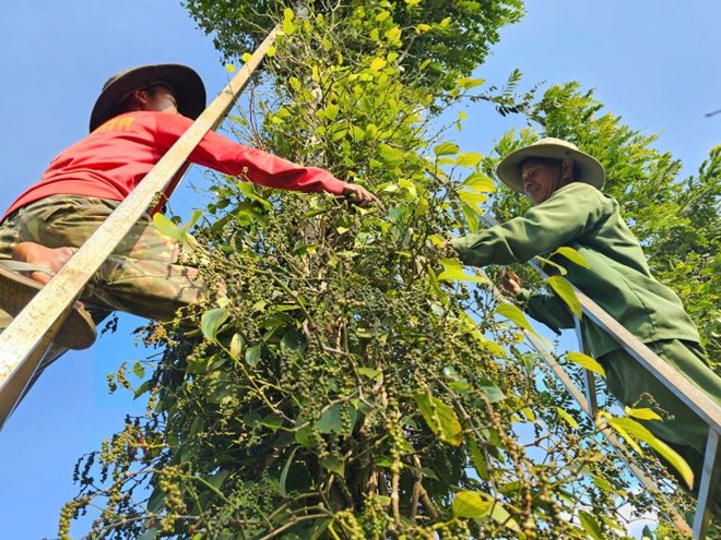 Pepper prices today 4.6: The market is unpredictable. Photo: Thanh Binh