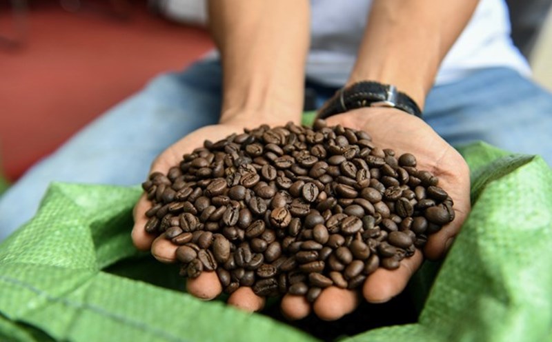 Domestic coffee prices are stable today after two days of slight increase. Photo: Vu Long