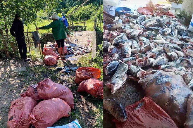 A large number of fish died due to cut-off wind turbines of Ke Go Hydropower Plant were collected by the people. Photo: Huy Chuong.