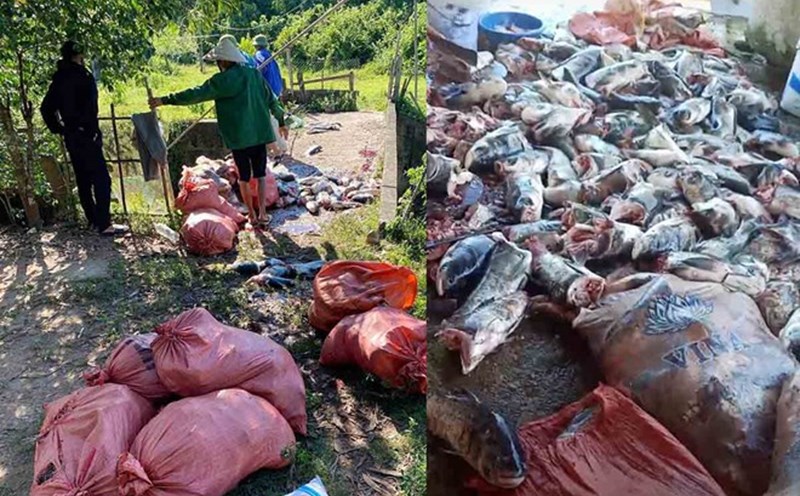A large number of fish died due to cut-off wind turbines of Ke Go Hydropower Plant were collected by the people. Photo: Huy Chuong.