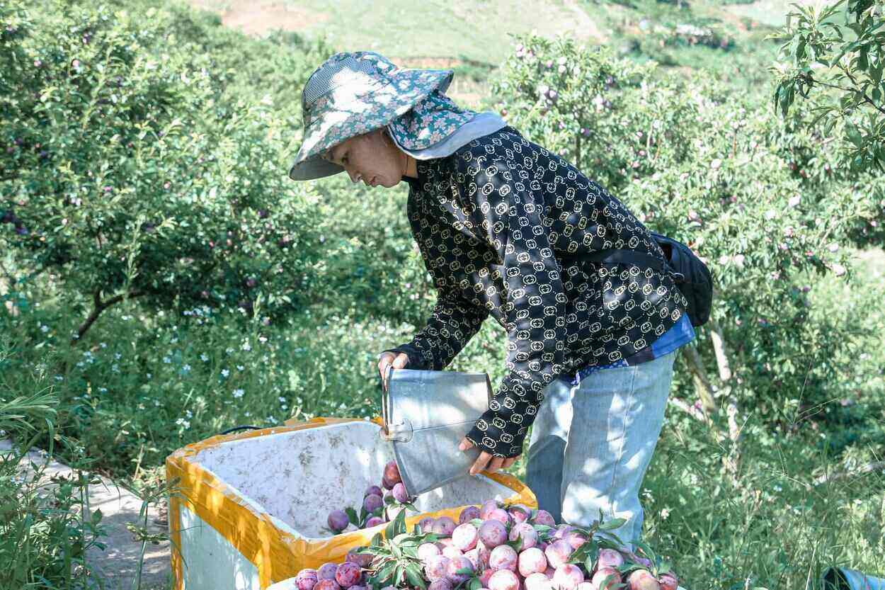 Nguoi dan dang khan truong thu hoach man. Anh: Le Hanh