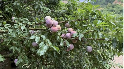 The wrong plum branches are fruit-laden in a hilly garden in Son La. Photo: Le Hanh