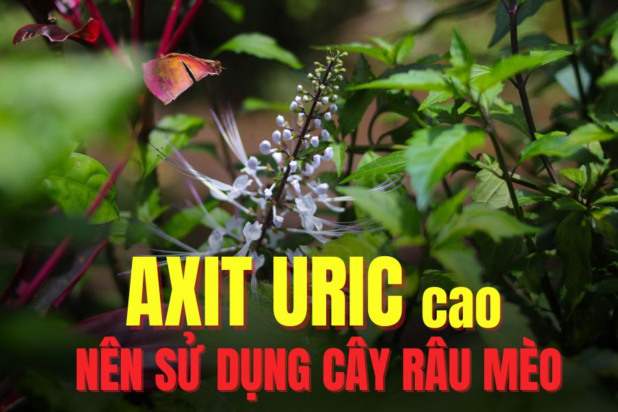 Cat's beard has many health benefits, good for people with a high uric acid index. Graphics: Tra My