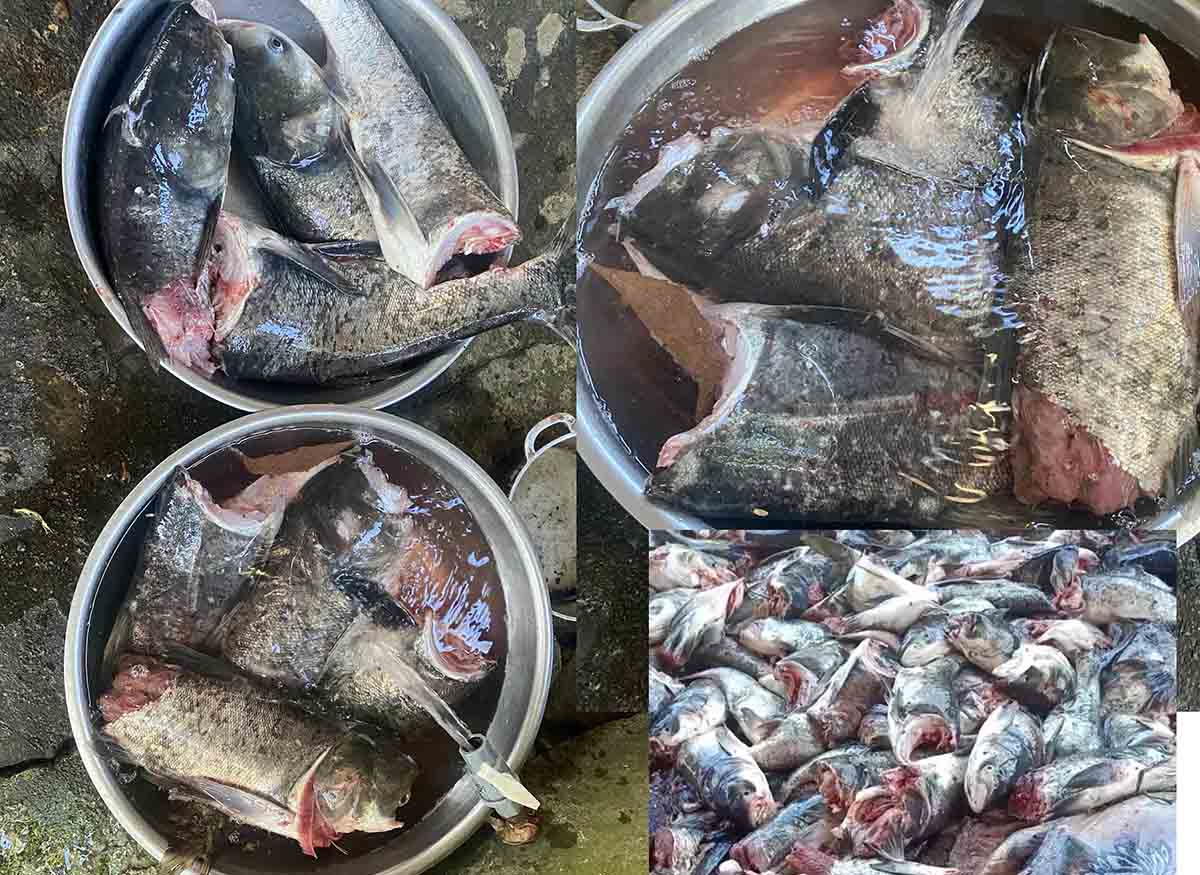 The dead fish floated through the discharge culvert in Ke Go lake that people could collect. Photo: Huy Chuong.