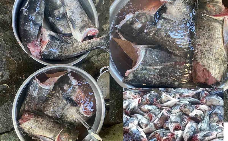 The dead fish floated through the discharge culvert in Ke Go lake that people could collect. Photo: Huy Chuong.