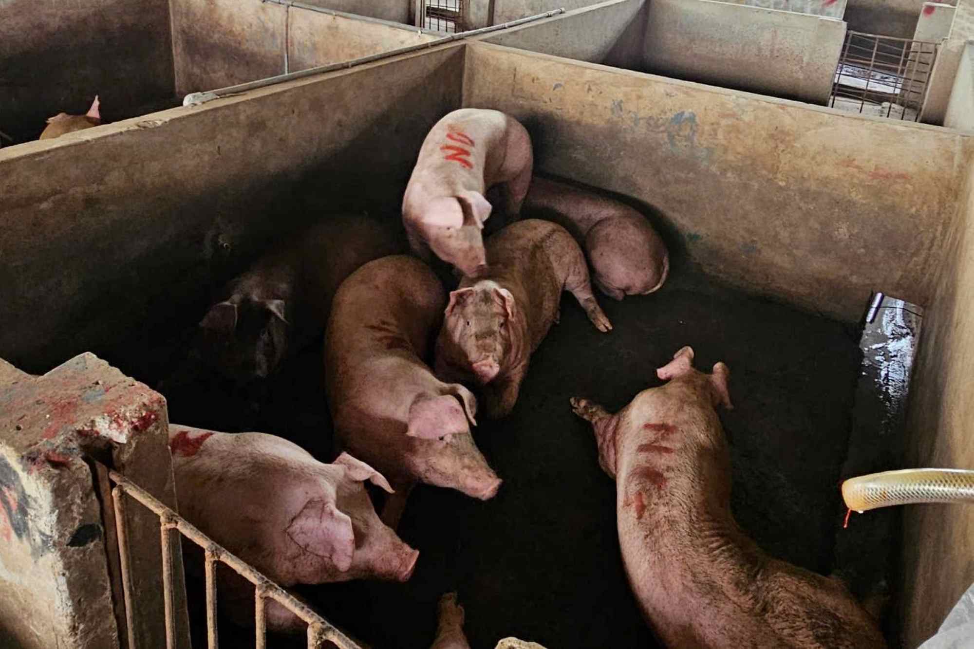 Pork at a slaughterhouse in Hau Giang. Photo: Doan Hung