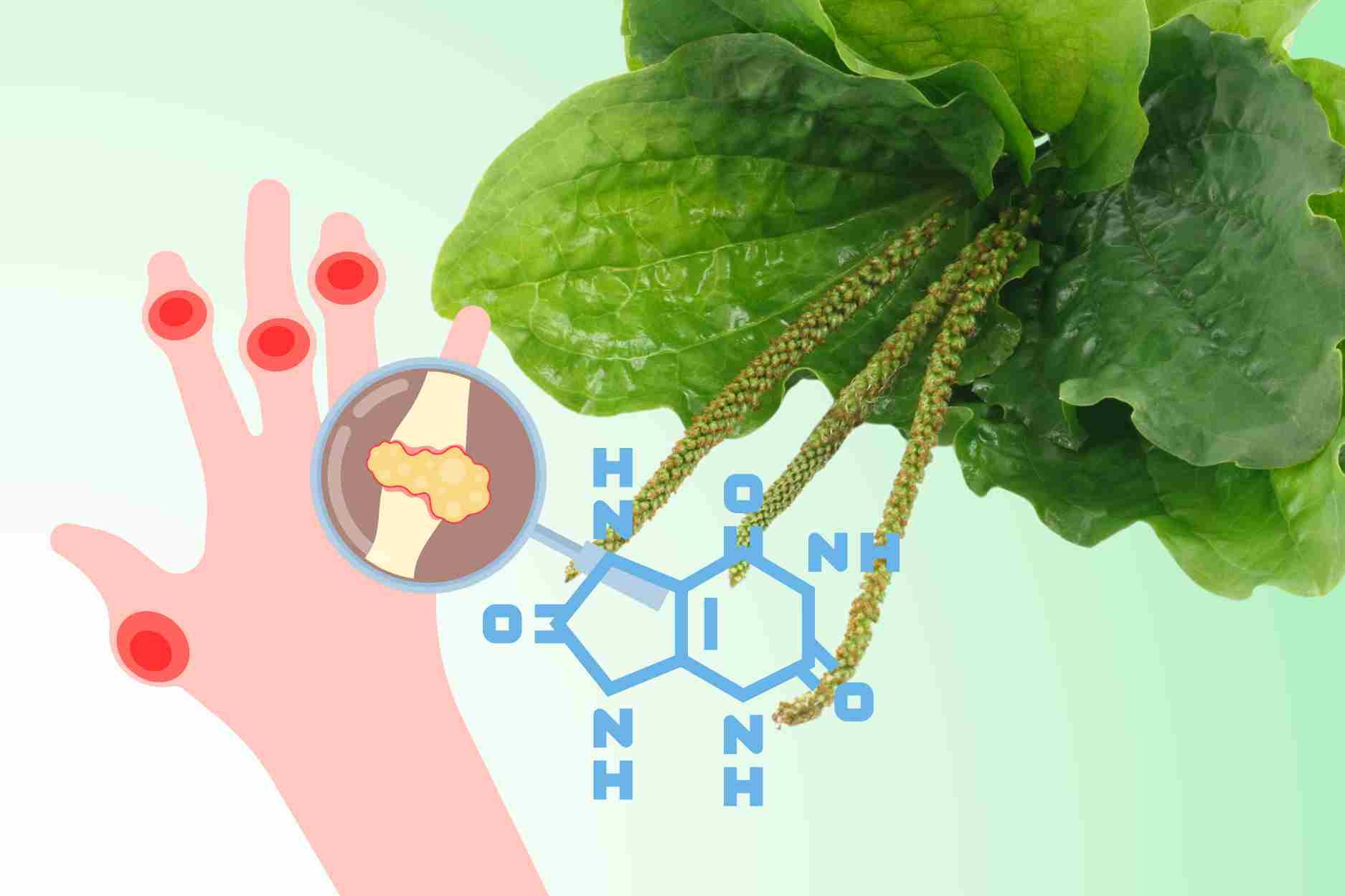 Traditional medicine helps control uric acid effectively. Graphics: Dinh Dinh