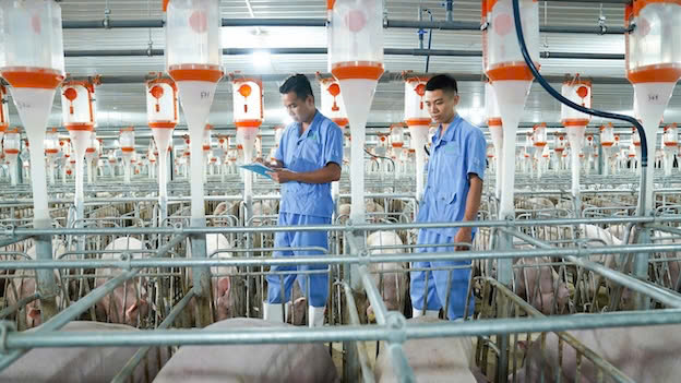 Smart Pig Farm Complex Projects ayudara a promover la industrializacion. Foto: Baf Vietnam.