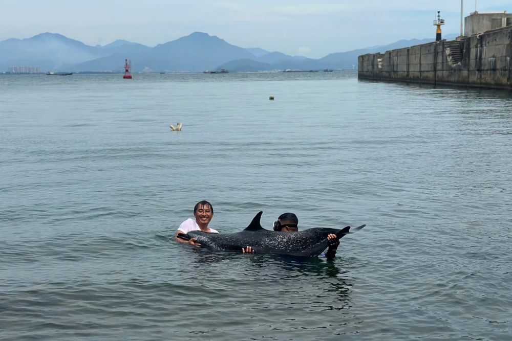 Đà Nẵng kịp thời giải cứu cá heo bị mắc cạn. Ảnh: Doãn Quang