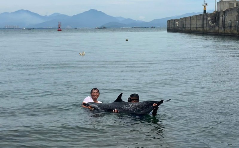 Da Nang rapidamente rescato los delfines varados. Foto: Doan Quang
