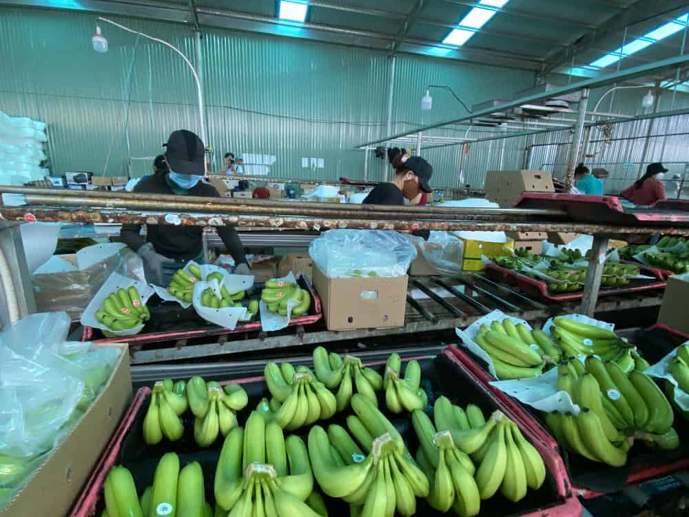 Chuối Nam Mỹ để xuất khẩu ra thị trường thế giới. Ảnh: Thanh Tuấn 