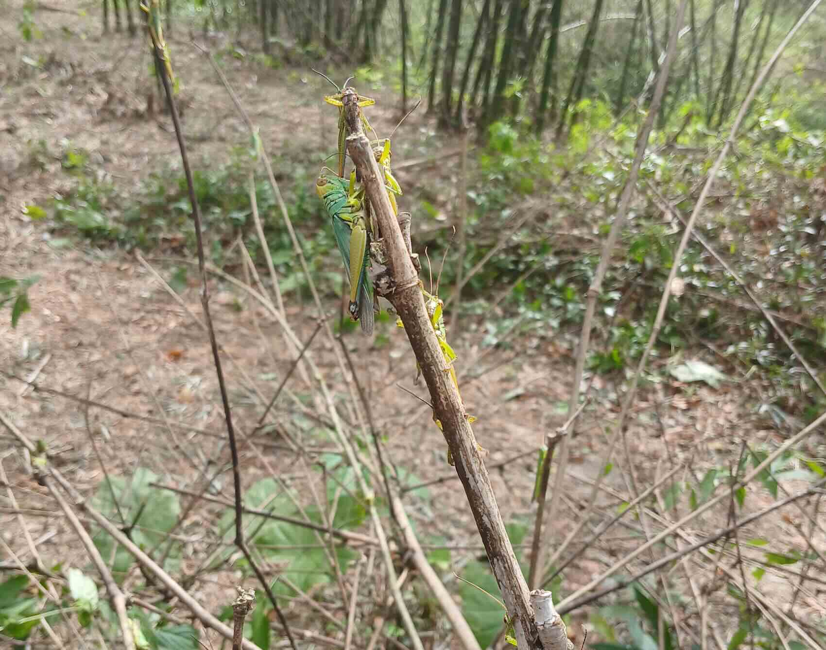 Châu chấu tấn công cây luồng lấy măng của người dân. Ảnh: Phan Trưng