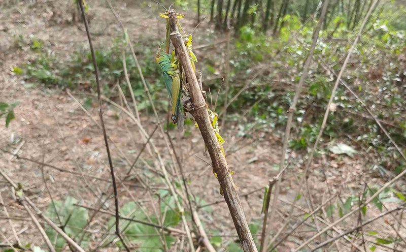 The rat crow attacks the mangrove plant to take the bamboo shoots from the people. Photo: Phan Trung