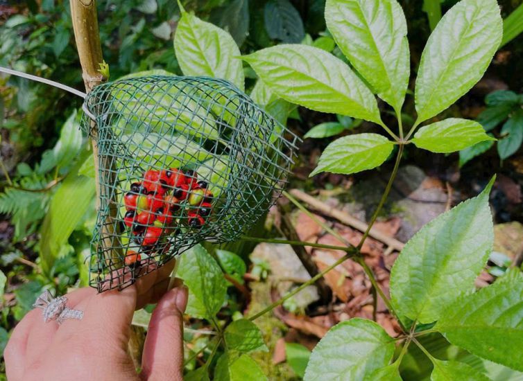 Semillas NGOC Linh Ginseng. Foto: Thanh Tuan