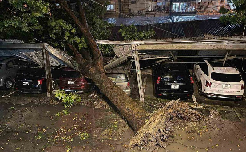 Large trees uprooted on Dao Duy Anh Street (Dong Da District, Hanoi) due to the impact of Typhoon Yagi, September 2024. Photo: Lam Phu