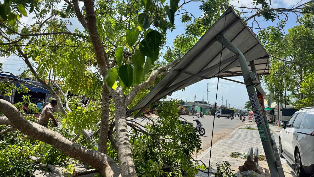 Cay nga lam nghieng mai che nha cho xe buyt. Anh: Duy Tuan