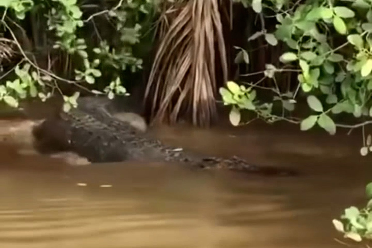 El cocodrilo aparece en Ben Tre. Foto: Dieu Hoang