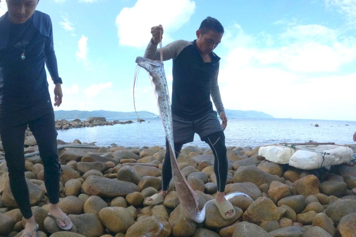 El pescado de paletas tiene una longitud de mas de 2 m, que se detecta en la costa de Con Dao. Foto: Thanh Nghia proporcionada