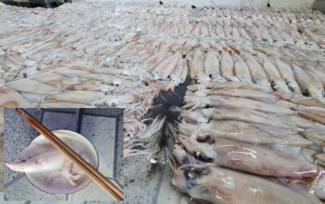 Tạm niêm phong trên 3,7 tấn hải sản ở Thái Bình để kiểm tra nguồn gốc
