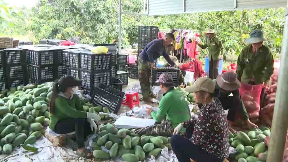 Farmers are sad because mango prices have fallen miserably. Photo: Duong Hang