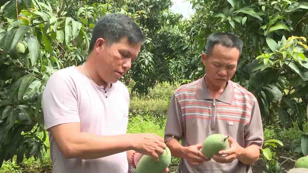 Nhieu nong dan trong xoai bi lo von. Anh: Bao Lam