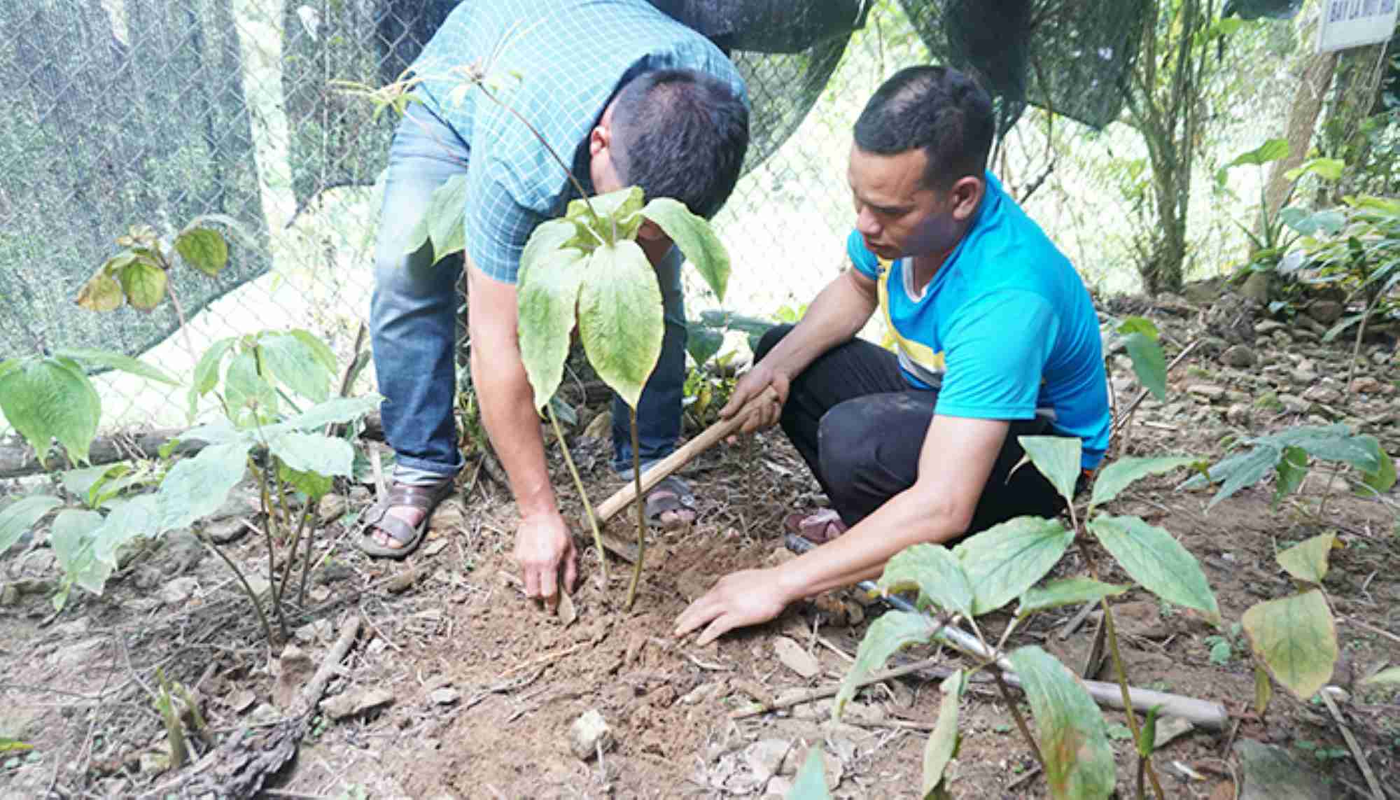 Cây dược liệu Bảy lá một hoa (Thất diệp nhất chi hoa) được triển khai trồng ở hộ dân. Ảnh: Sở KHCN tỉnh Quảng Ngãi